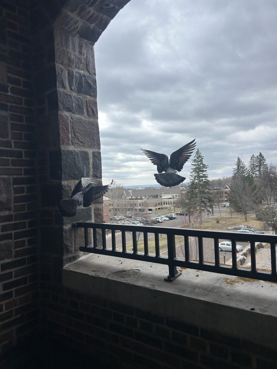 Pigeons are shooed out of the building.